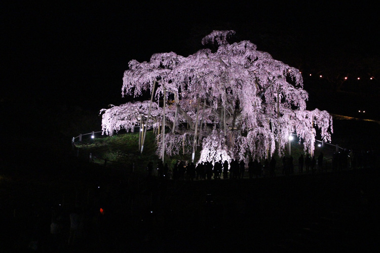 Miharu Taki Sakura Weeping Cherry Tree