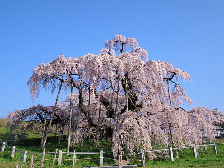 Miharu Taki Sakura Weeping Cherry Tree